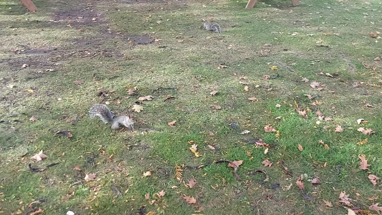 a game of hide and seek with squirrels at jarry park in montreal canada