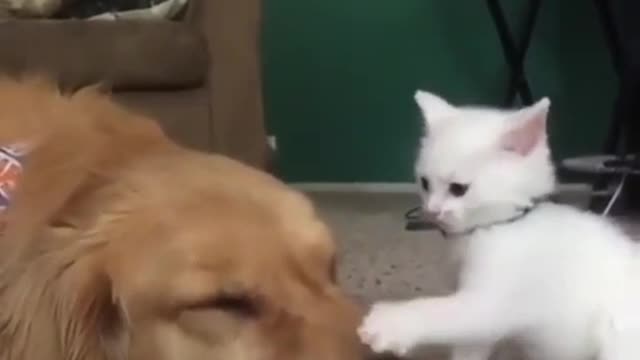 Kitten bullying doggo