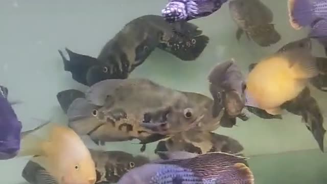 Grey slate goldfish is mysterious