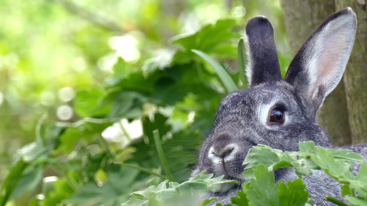 Beautiful rabbit