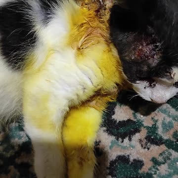 All body cio full yellow