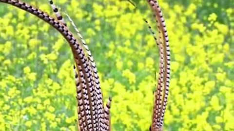 Beautiful Bird