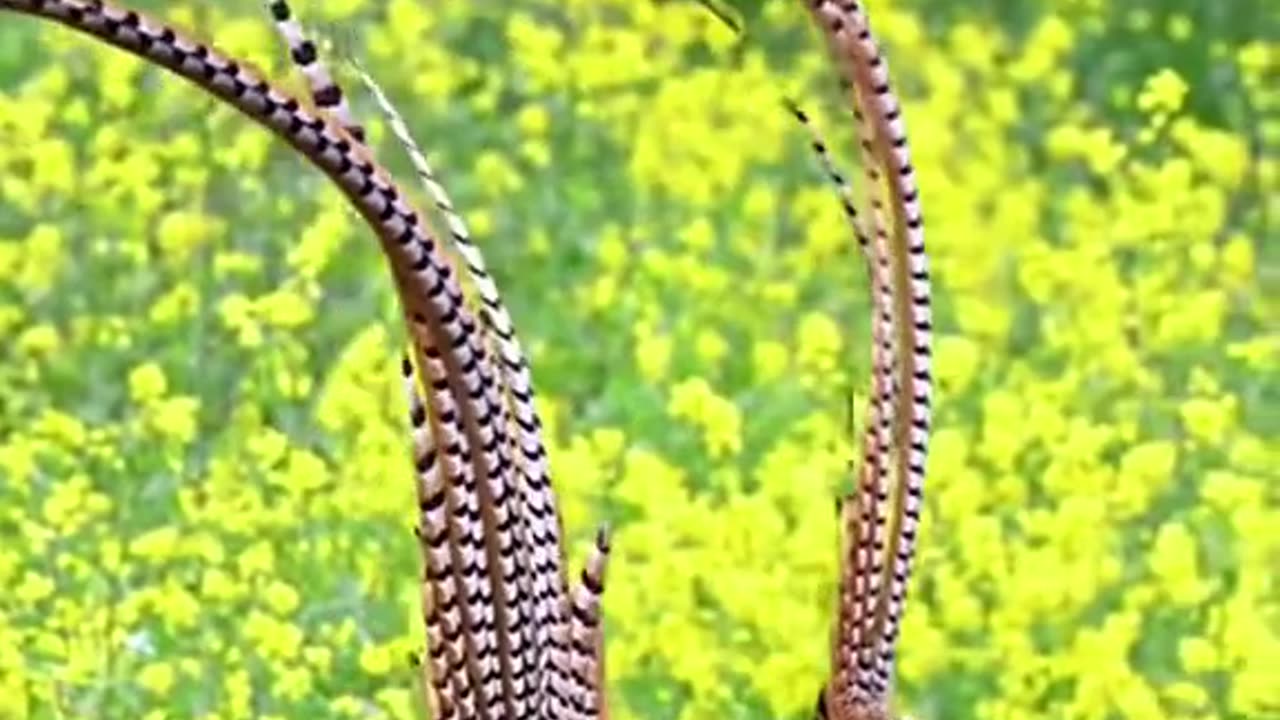 Beautiful Bird