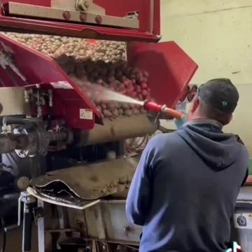 Potatoes Painted Red Because They Sell for More $$$