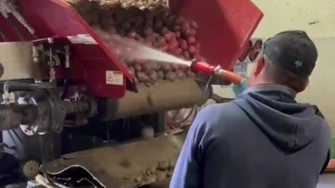 Potatoes Painted Red Because They Sell for More $$$