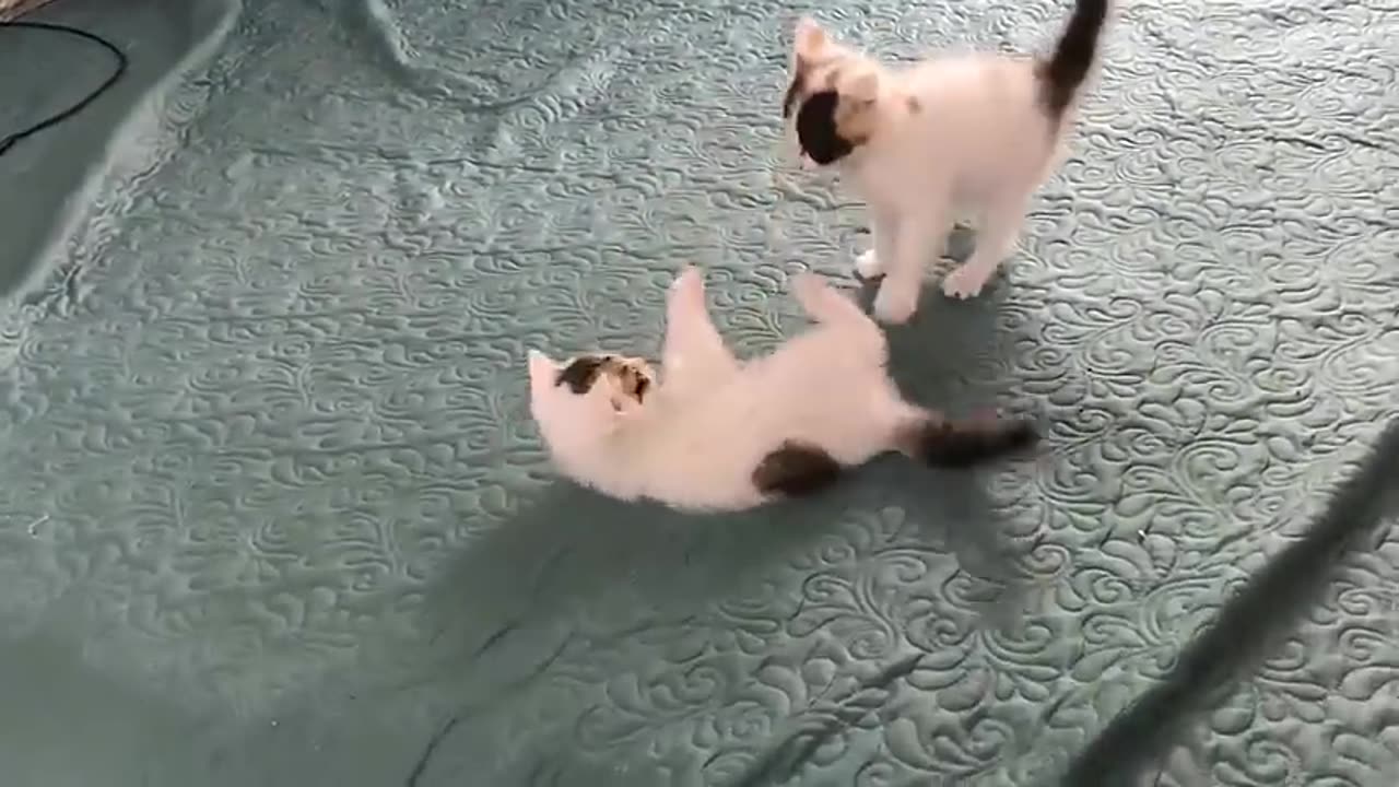 Cat vs cat fight