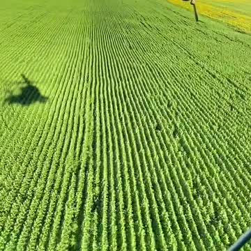 Ukrainian Helicopter Cutting Grass