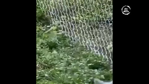 Funny Animal Videos Compilation