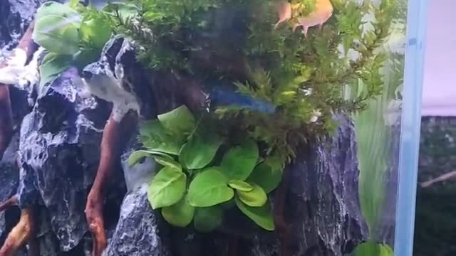 Landscape in a fish tank