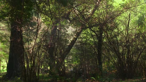 4K FREE STOCK FOOTAGE - Pan Across Forest