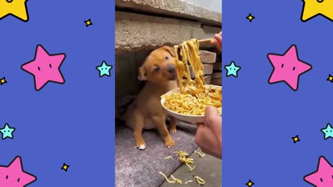This Adorable Pup Chow Down on Noodles and Soybean Paste!"