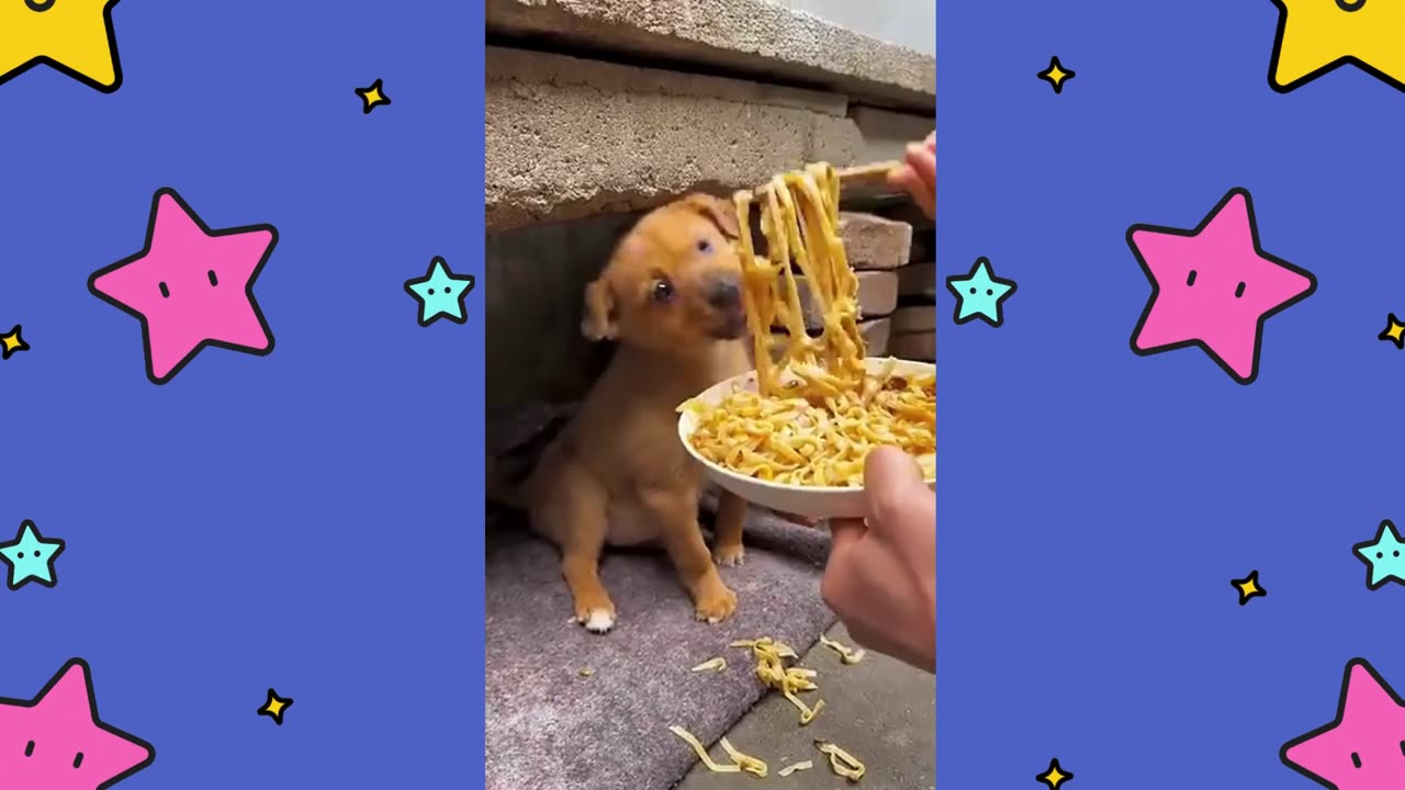 This Adorable Pup Chow Down on Noodles and Soybean Paste!"