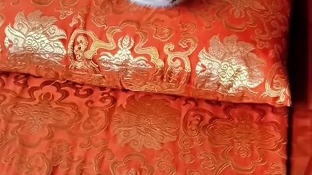 229_Strong genes 😮#cat #catsoftiktok #catslovers #catstagram #foryou