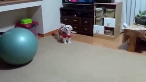 Funny dog