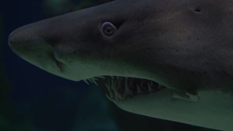 terrifying shark