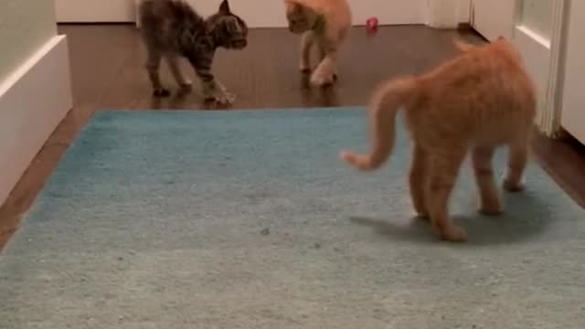 three kittens, adoptive brothers, have fun