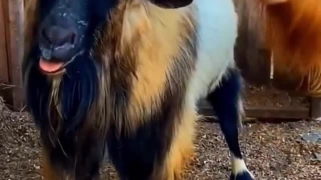 Funny cats and dogs Video 2022 kitten cat