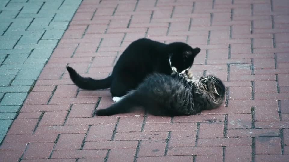 real cat fight (don't mess up)