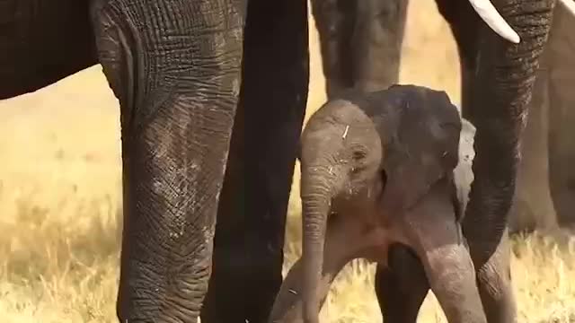 Baby elephant and lovely elephant mom