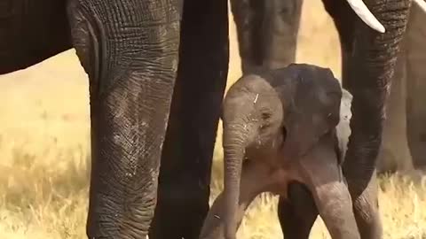 Baby elephant and lovely elephant mom