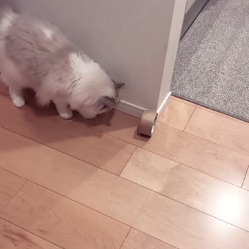 So beautiful cat funny video |Funny animal videos| try not to laugh