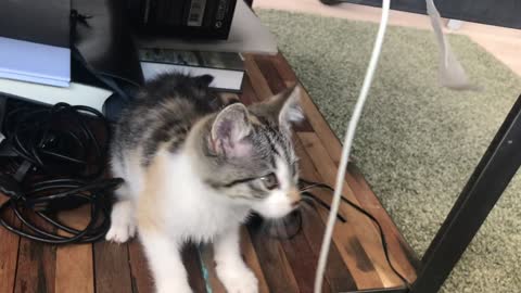 Adorable little cat and cute kittens playing