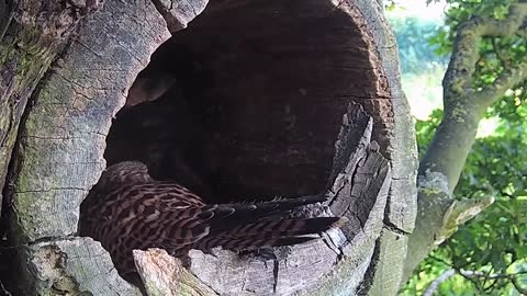 When Kestrel Dad Calls for New Mate, Youngsters Come Instead