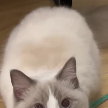 Fanny cat videos | kitty cat video | Cute cat videos |