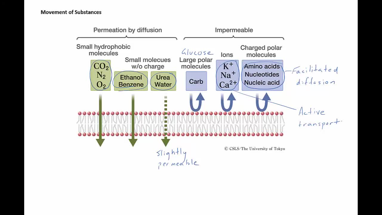 Physical and chemical factors affecting the exchange of materials