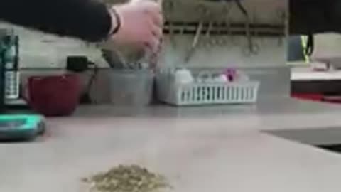 Kitty Dives Right Into Catnip || Viral Hog