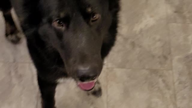 Doggo fun time