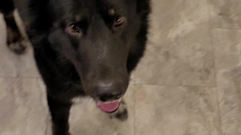Doggo fun time