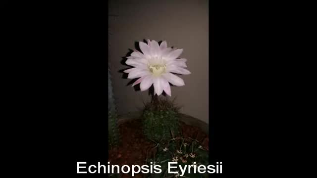 Echinopsis Eyriesii