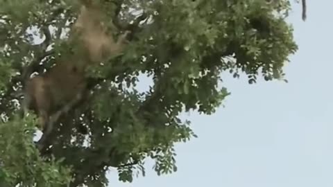 Tree climbing lioness for hunting a monkey