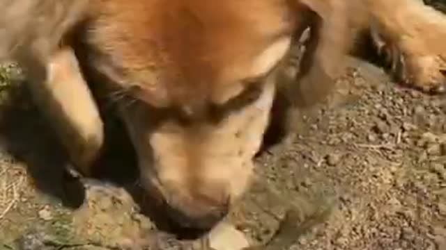 the dog saves fish`s life