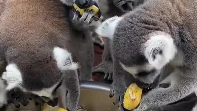 A group of monkeys