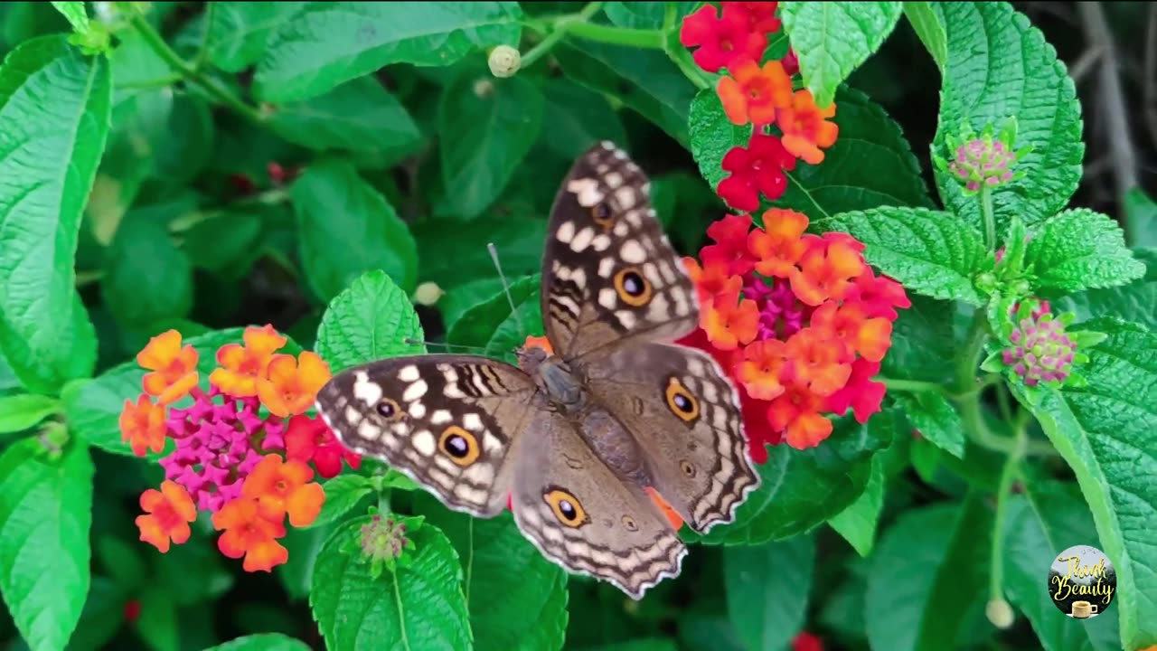 Butterflies are beauty of the earth