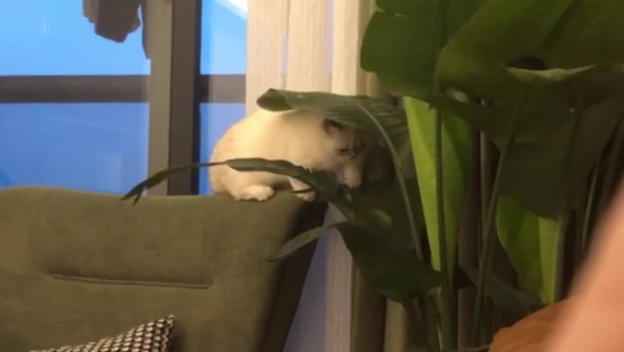 Please call me silly Cat Bantam Cat Cat