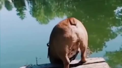 VIDEOS WITH FUNNY ANIMALS TRY NOT TO LAUGH ШОРТЫ # SHORTS