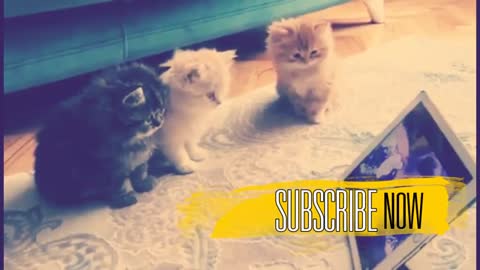 Cute Cats and Kitten Videos 😻