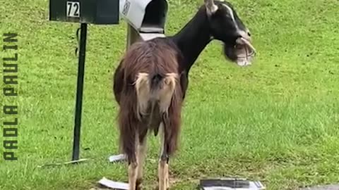Animals Gone Funny