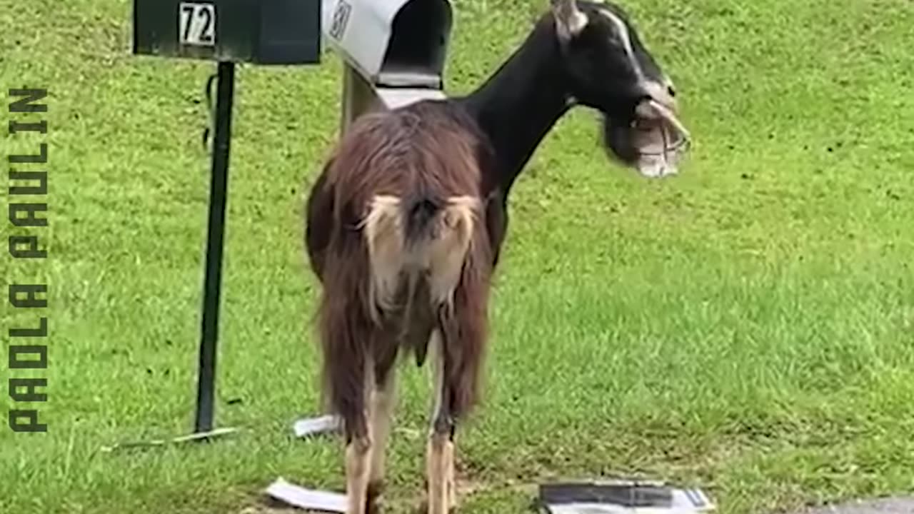 Animals Gone Funny