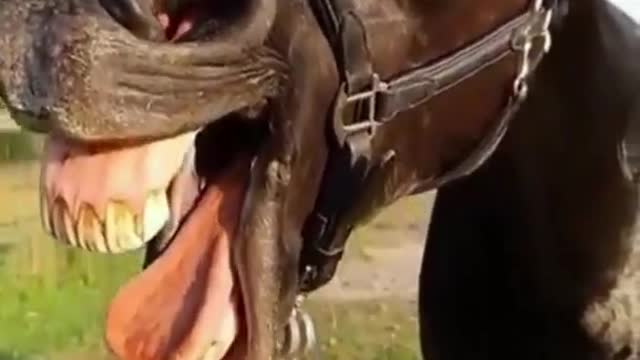 Funny Horse Singing Opera Horse