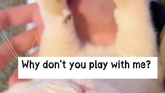 Doyouknowhowthecathasafewfingers