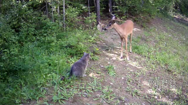 Selfish cat refuses to share food with deer