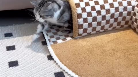 Carpet for cats who love playing 😺 || Link in Description