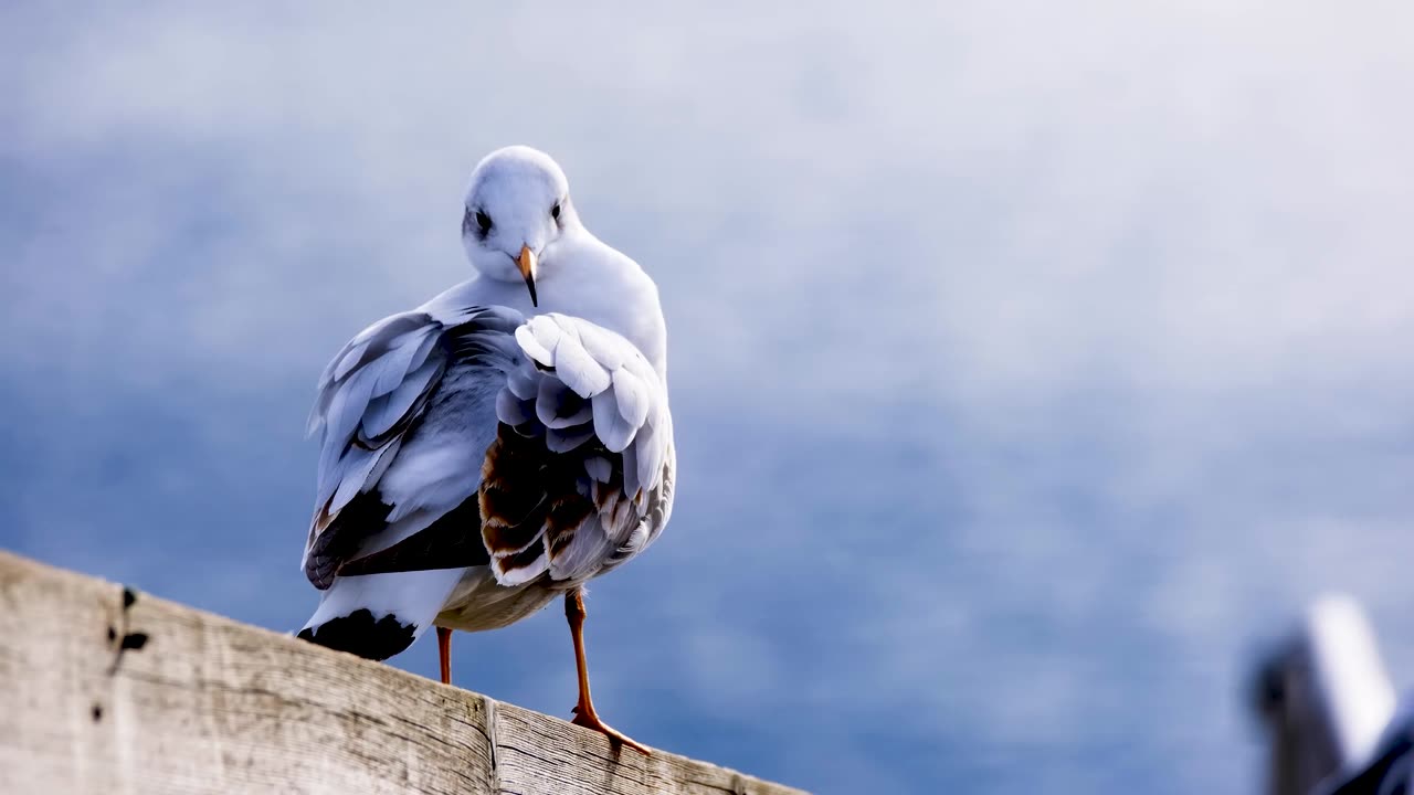 Natural beauty bird video