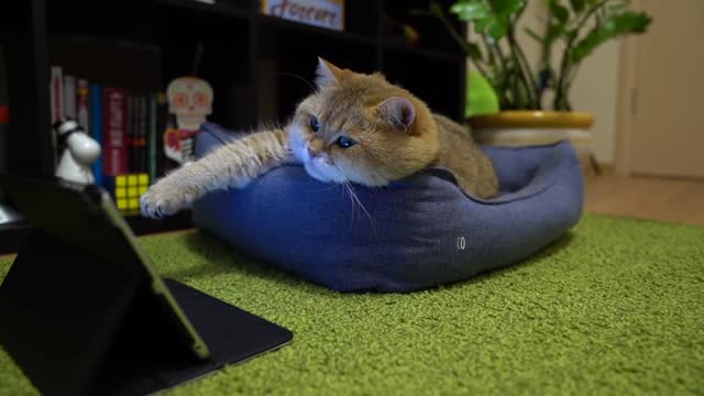 Watch cat news every day
