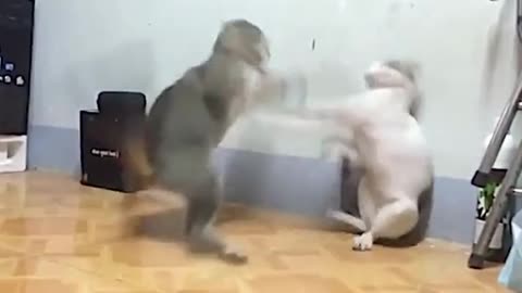 Cats fighting. (Follow me)