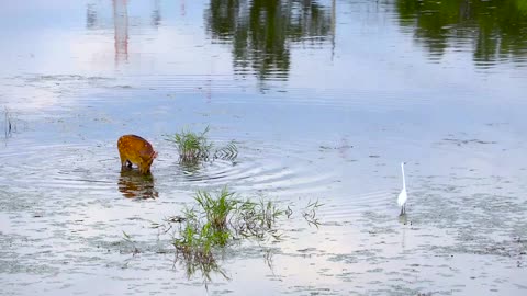 Nice Cerf in a beautiful nature